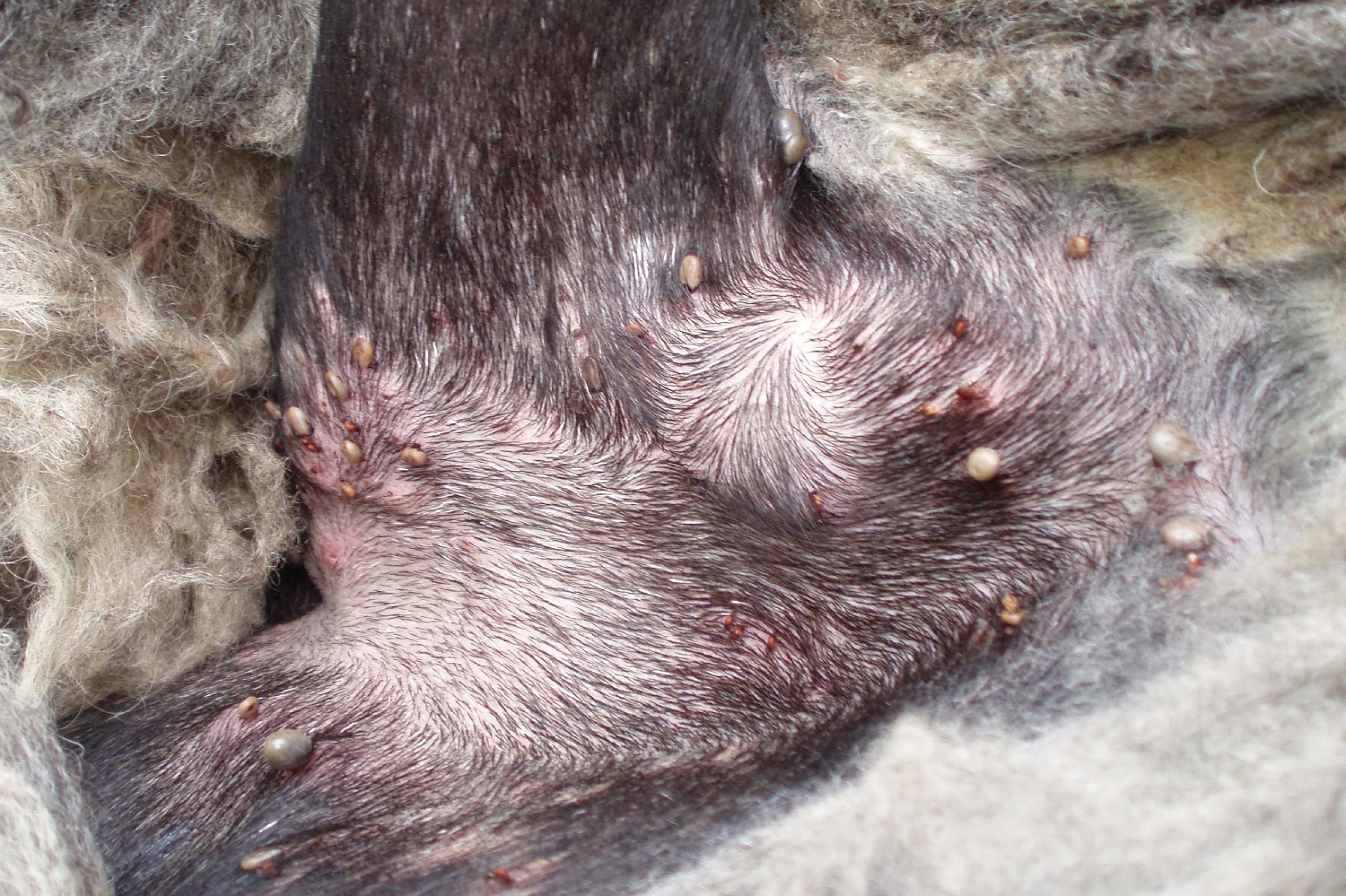 borrelia katt symptom